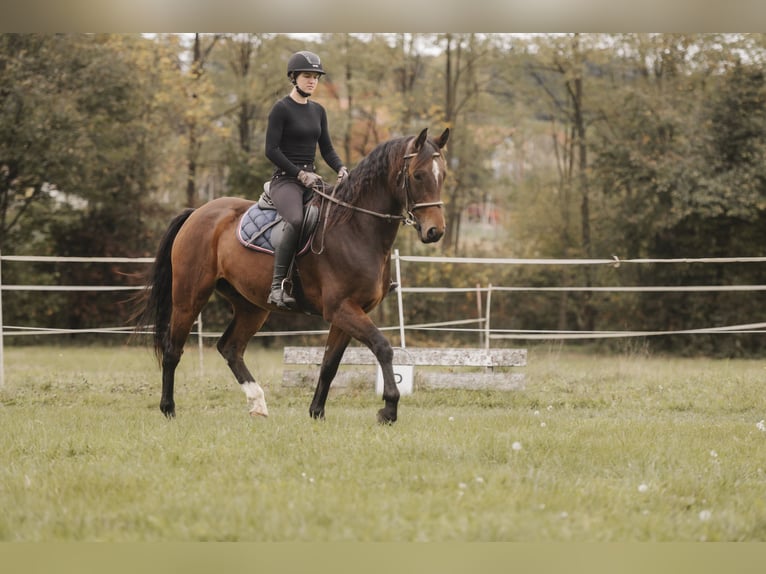 Koń holsztyński Wałach 4 lat 164 cm Gniada in Leutschach Koń holsztyński Wałach 4 lat 164 cm Gniada in Leutschach