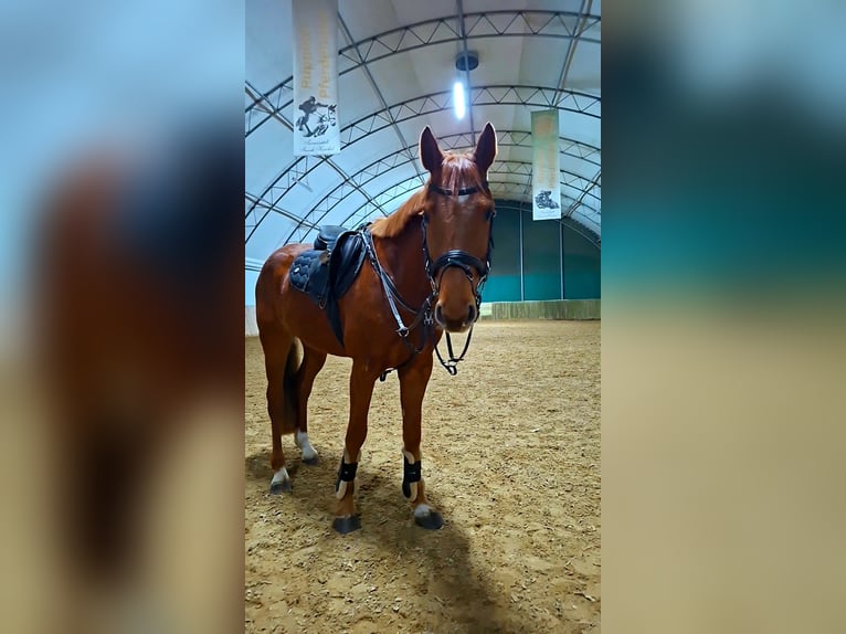 Koń holsztyński Wałach 4 lat 164 cm Kasztanowata in Löwenberger Land