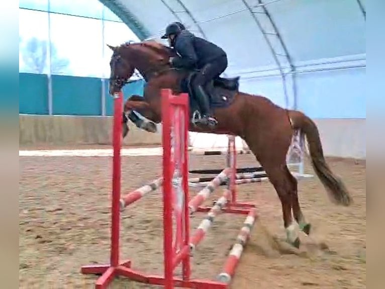 Koń holsztyński Wałach 4 lat 164 cm Kasztanowata in Löwenberger Land