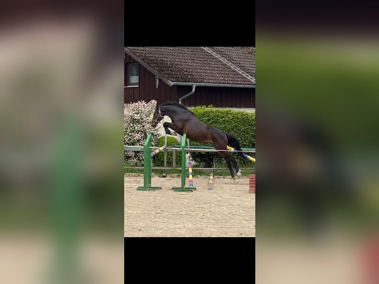 Koń holsztyński Wałach 4 lat 165 cm Ciemnogniada in Traunreut