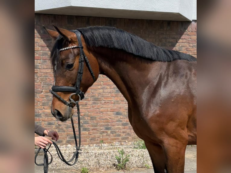 Koń holsztyński Wałach 4 lat 165 cm Ciemnogniada in Niederkassel