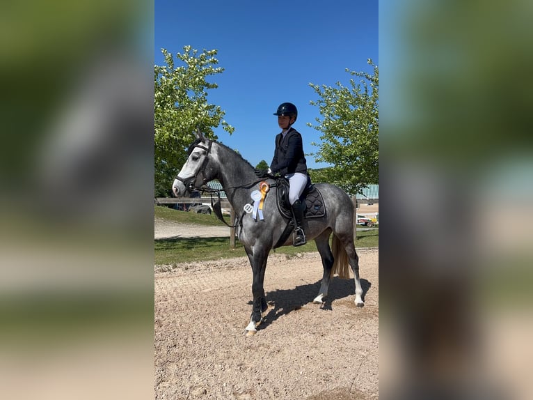 Koń holsztyński Wałach 4 lat 165 cm Siwa in Bühlerzell