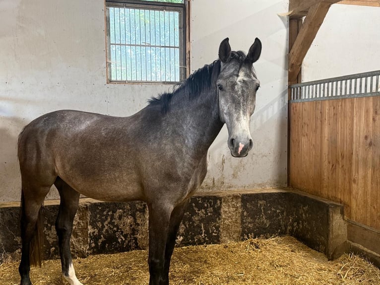Koń holsztyński Wałach 4 lat 166 cm Siwa in ReichenbachReichenbach
