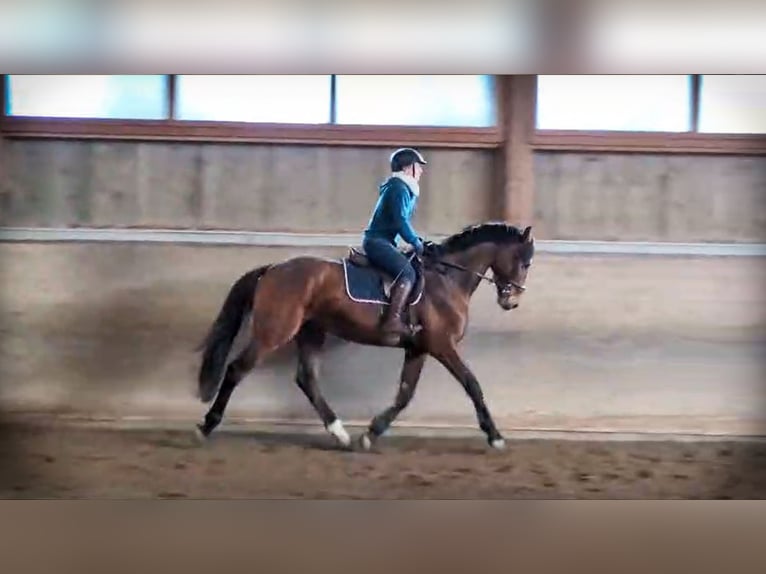 Koń holsztyński Wałach 4 lat 167 cm Gniada in Oberdorf