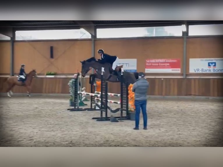 Koń holsztyński Wałach 4 lat 167 cm Gniada in Oberdorf