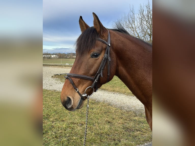 Koń holsztyński Wałach 4 lat 167 cm Gniada in Oberdorf