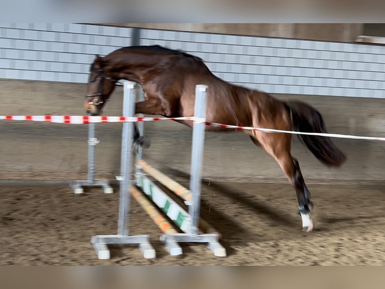 Koń holsztyński Wałach 4 lat 167 cm Gniada in Oberdorf