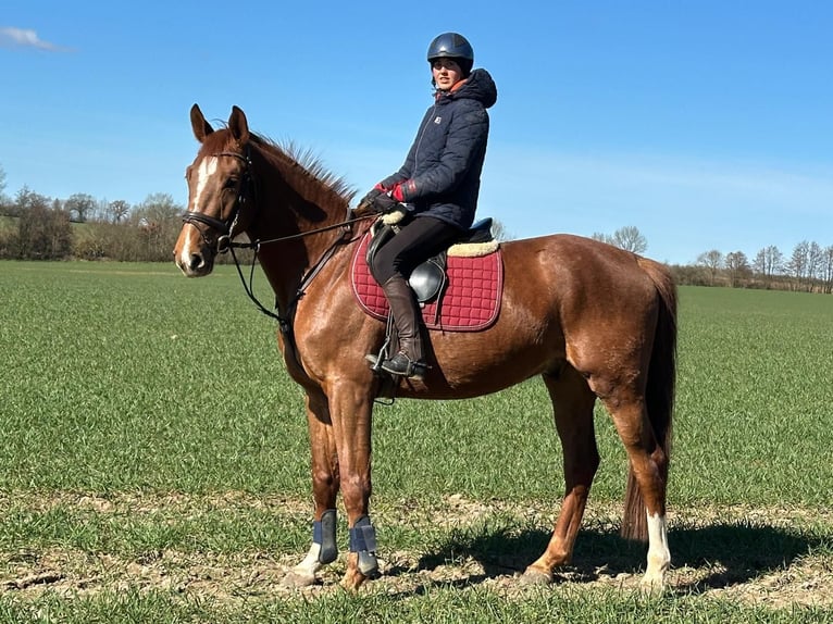 Koń holsztyński Wałach 4 lat 167 cm Kasztanowata in Sirksfelde