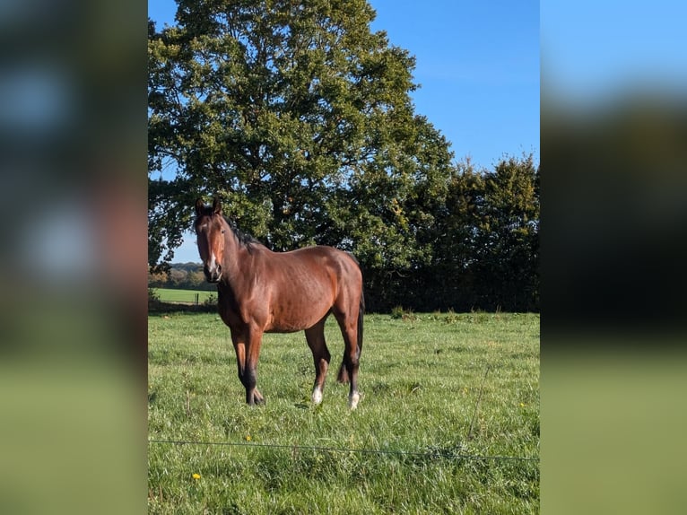 Koń holsztyński Wałach 4 lat 168 cm Gniada in Mustin