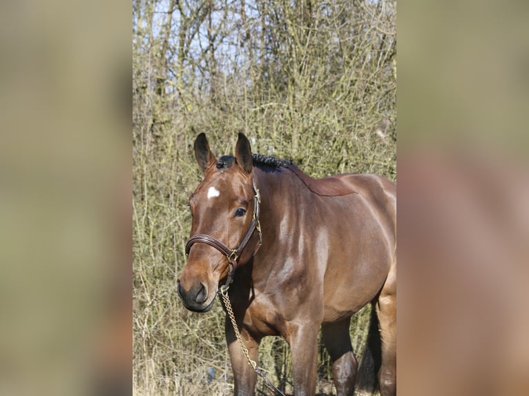Koń holsztyński Wałach 4 lat 169 cm Gniada in Erharting