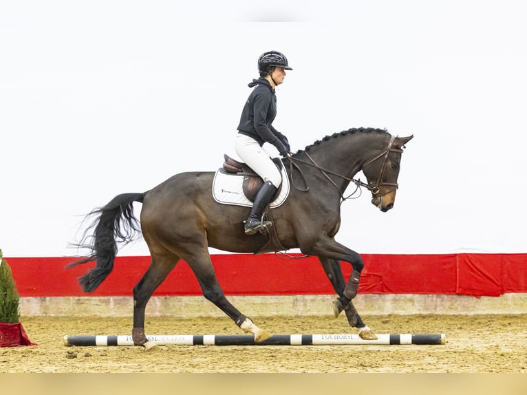 Koń holsztyński Wałach 4 lat 169 cm Gniada in Waddinxveen