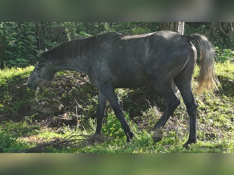 Koń holsztyński Mix Wałach 4 lat 169 cm Siwa in Couiza