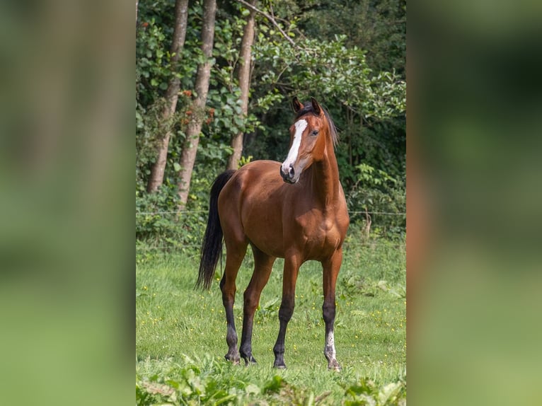 Koń holsztyński Wałach 4 lat 170 cm Gniada in Horst