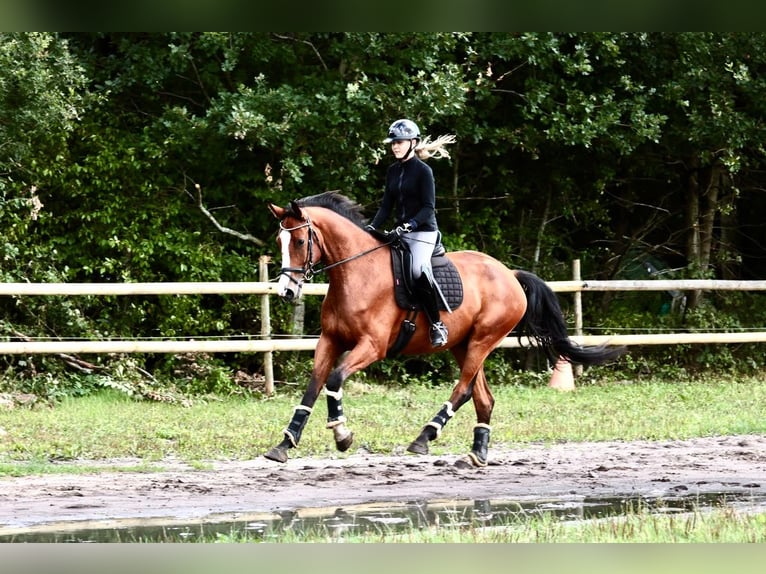 Koń holsztyński Wałach 4 lat 170 cm Gniada in Horst