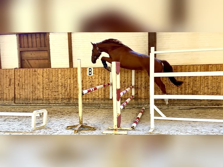 Koń holsztyński Wałach 4 lat 170 cm Kasztanowata in Celle