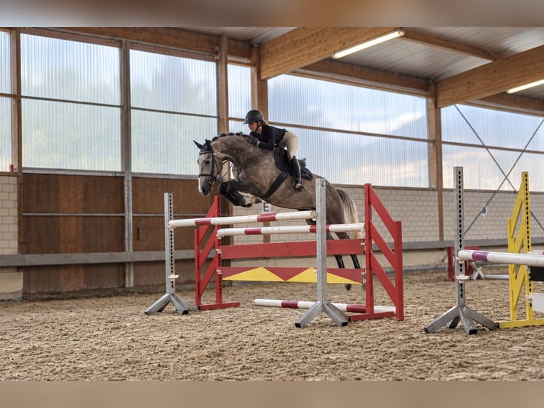 Koń holsztyński Wałach 4 lat 170 cm Siwa in Gerstetten
