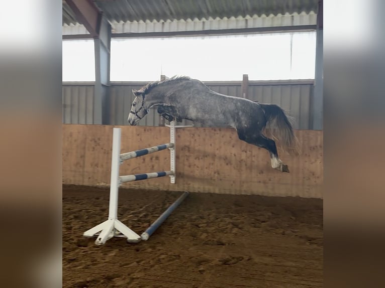 Koń holsztyński Wałach 4 lat 170 cm Siwa in Rellingen