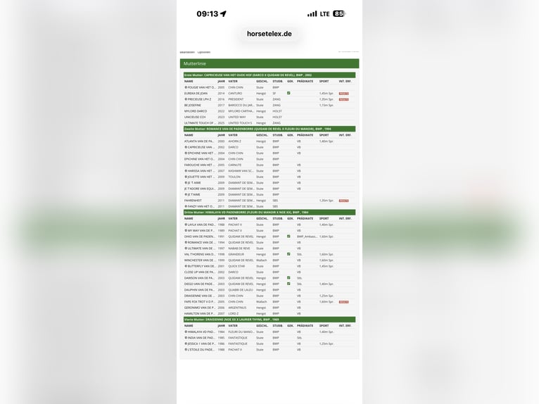 Koń holsztyński Wałach 4 lat 170 cm Siwa in Rellingen