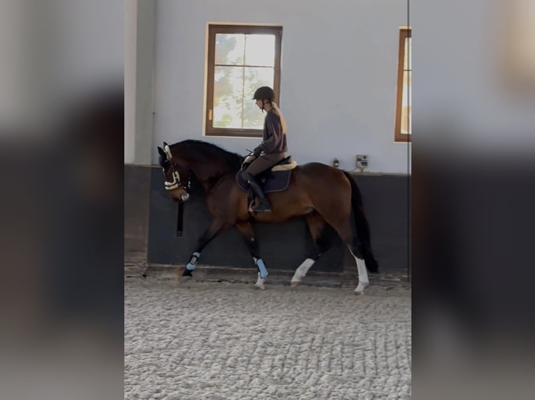 Koń holsztyński Wałach 4 lat 171 cm Ciemnogniada in Warszawa