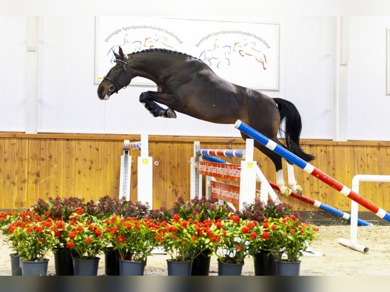 Koń holsztyński Wałach 4 lat 171 cm Ciemnogniada in Warszawa