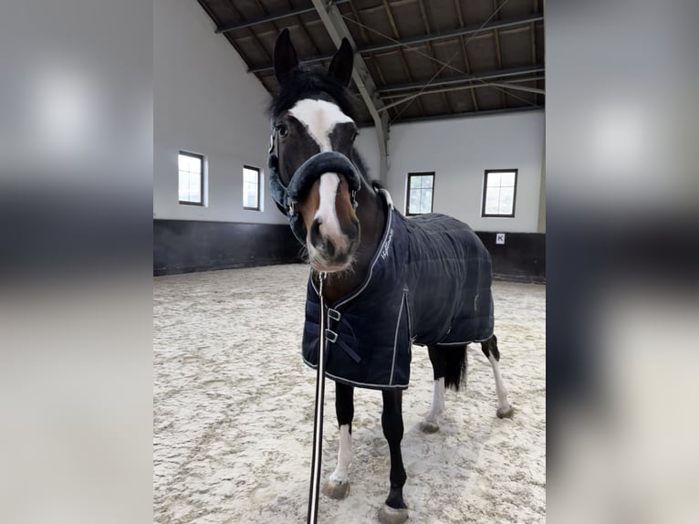 Koń holsztyński Wałach 4 lat 171 cm Ciemnogniada in Warszawa