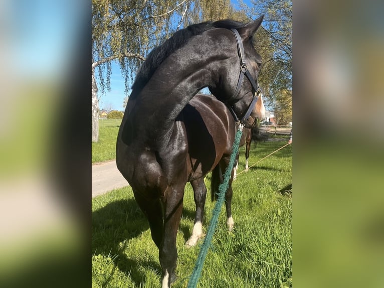 Koń holsztyński Wałach 4 lat 173 cm  in Altmittweida