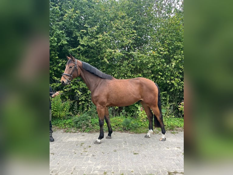 Koń holsztyński Wałach 4 lat 174 cm Gniada in Bad Schwartau