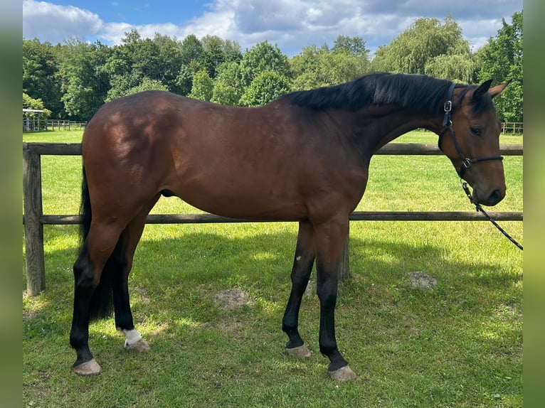 Koń holsztyński Wałach 4 lat 174 cm Gniada in Lahr/Schwarzwald