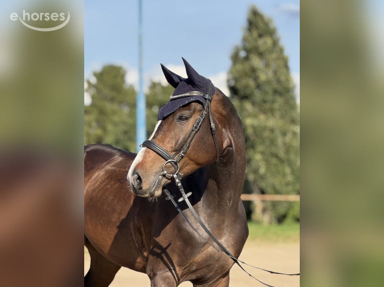Koń holsztyński Wałach 4 lat 175 cm Ciemnogniada in Krumstedt