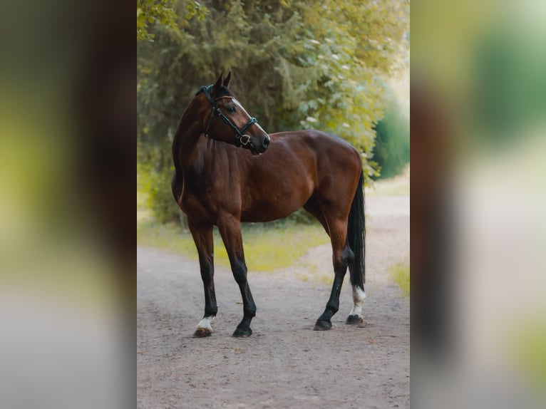 Koń holsztyński Wałach 4 lat 180 cm Gniada in Bergkirchen