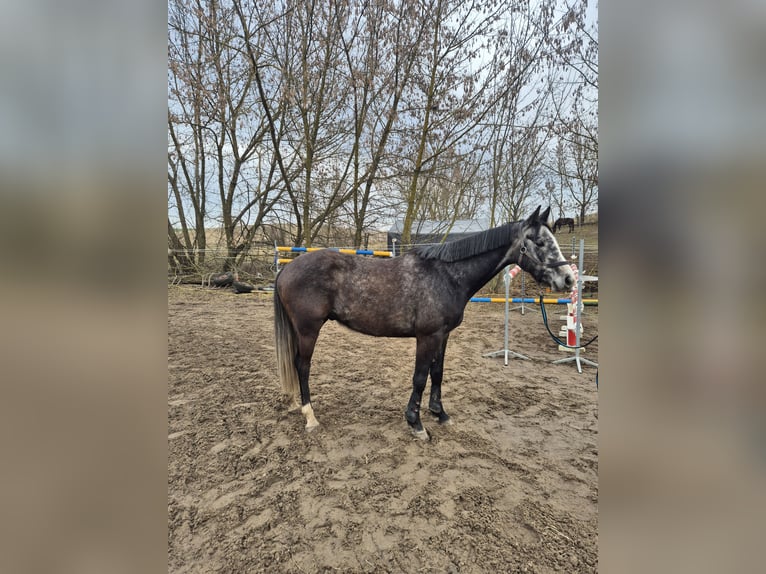 Koń holsztyński Wałach 5 lat 163 cm Karosiwa in Fichtenhöhe OT Görlsdorf