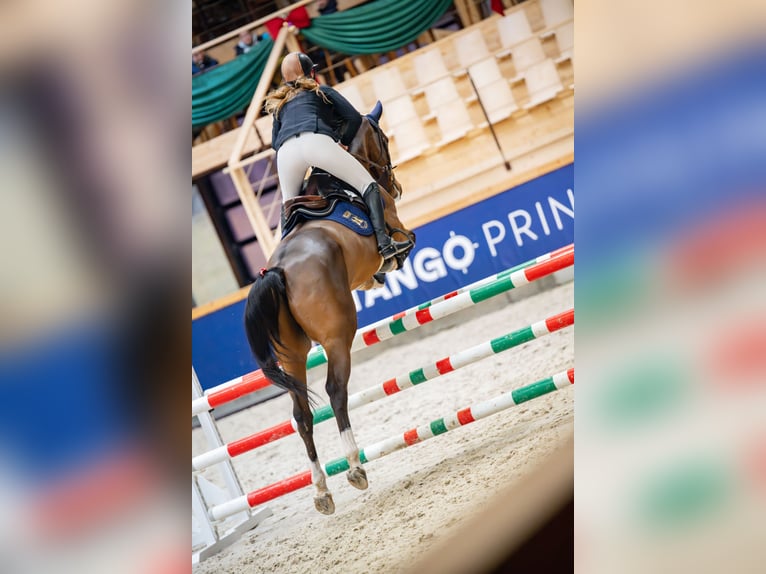 Koń holsztyński Wałach 5 lat 165 cm Gniada in Balkasodis, Alytus region