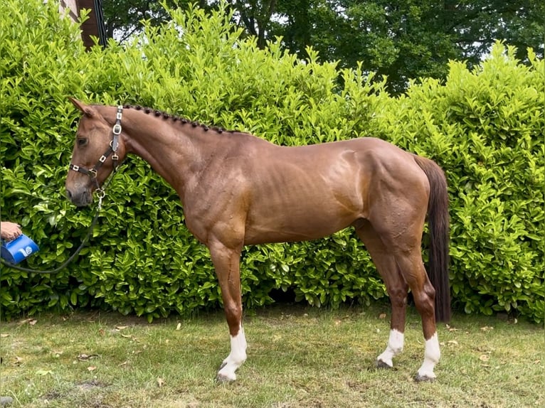Koń holsztyński Wałach 5 lat 165 cm Kasztanowata in Elsdorf