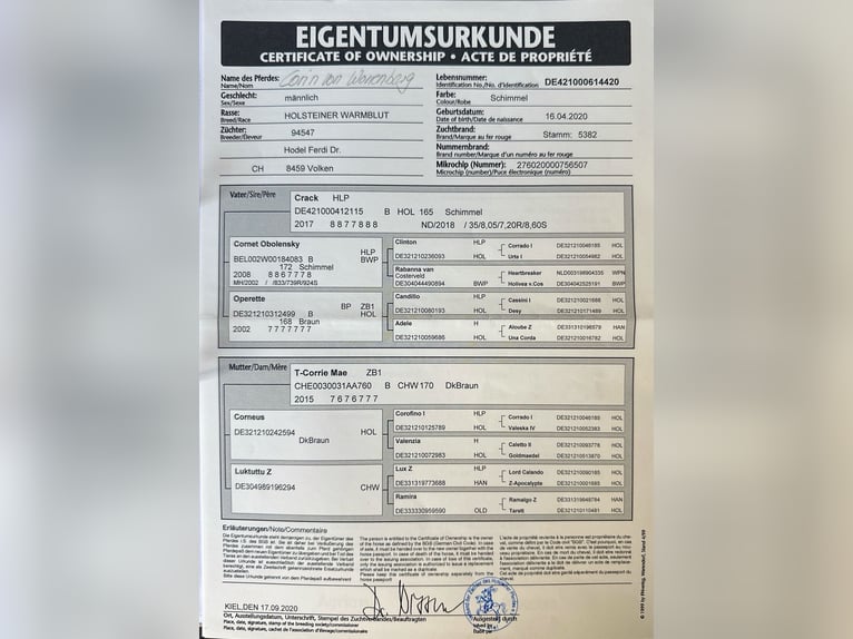 Koń holsztyński Wałach 5 lat 165 cm Siwa in WardenburgWardenburg