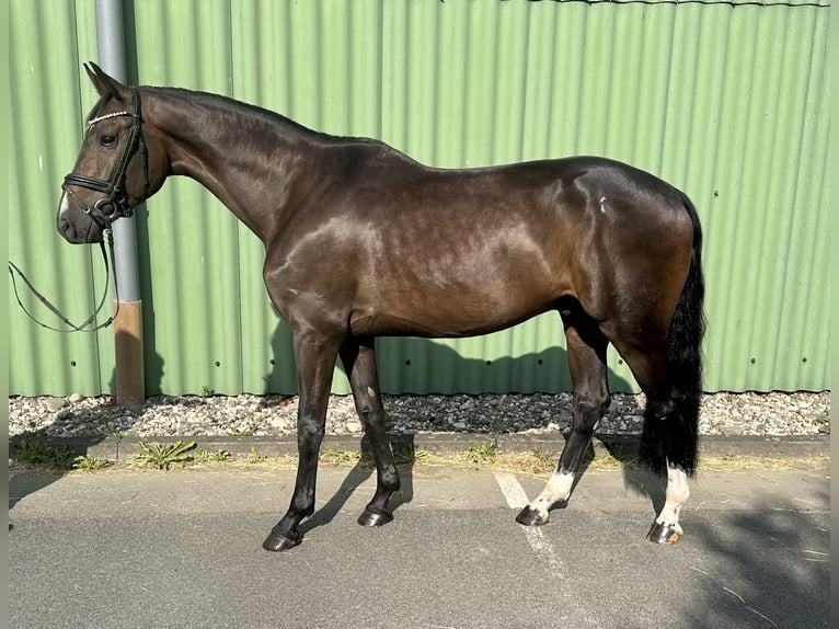 Koń holsztyński Wałach 5 lat 165 cm Skarogniada in Bornheim