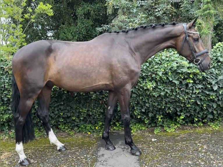 Koń holsztyński Wałach 5 lat 165 cm Skarogniada in Bornheim