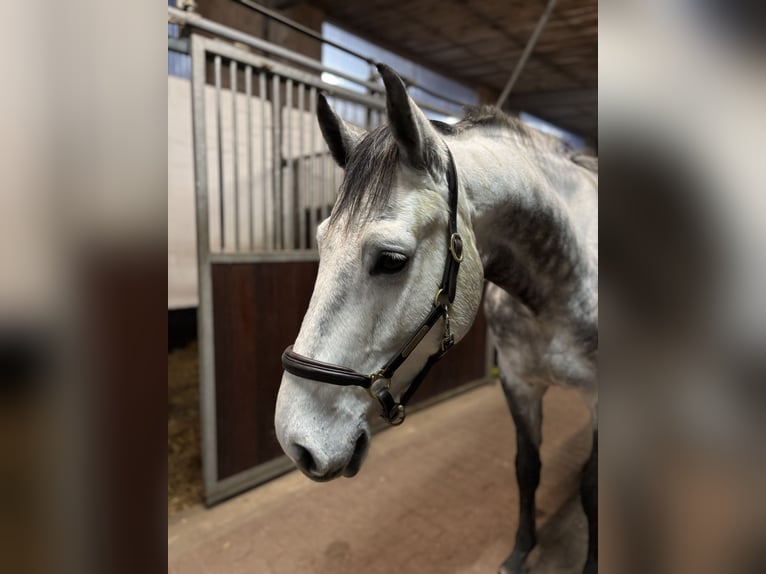Koń holsztyński Wałach 5 lat 166 cm Siwa in Schulendorf