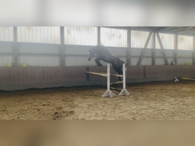 Koń holsztyński Wałach 5 lat 167 cm Może być siwy in Vaale