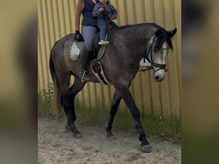 Koń holsztyński Wałach 5 lat 167 cm Może być siwy in Vaale