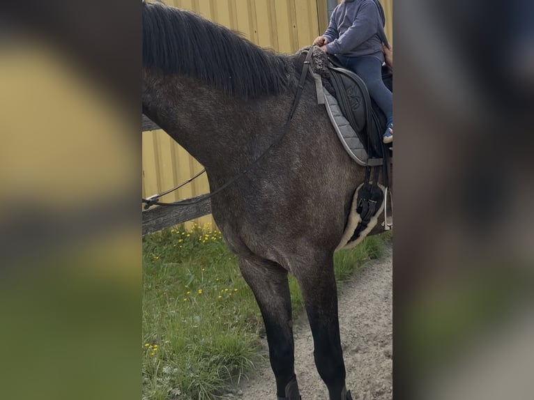 Koń holsztyński Wałach 5 lat 167 cm Może być siwy in Vaale