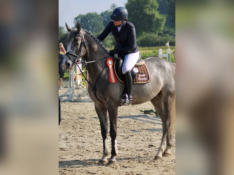 Koń holsztyński Mix Wałach 5 lat 167 cm Siwa in SchönhorstSchönhorst Koń holsztyński Mix Wałach 5 lat 167 cm Siwa in SchönhorstSchönhorst