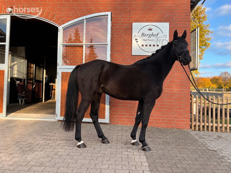 Koń holsztyński Wałach 5 lat 168 cm Kara in Einbeck