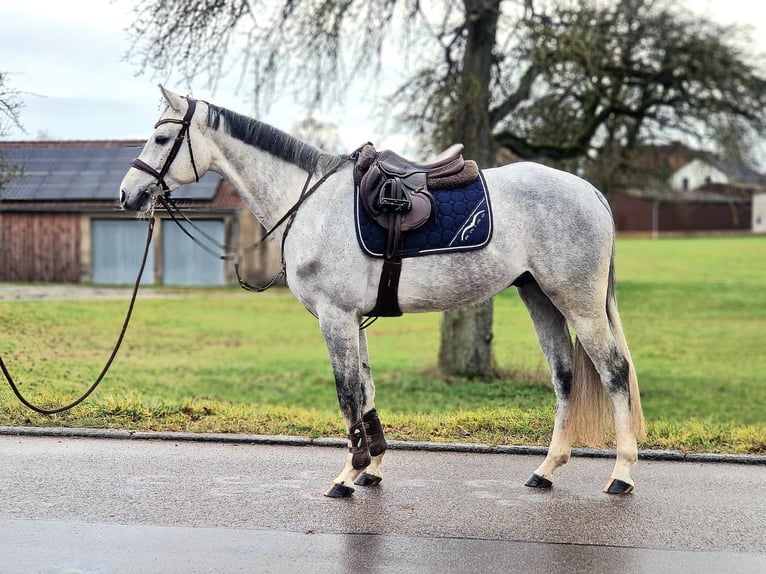 Koń holsztyński Wałach 5 lat 168 cm Siwa in Crailsheim