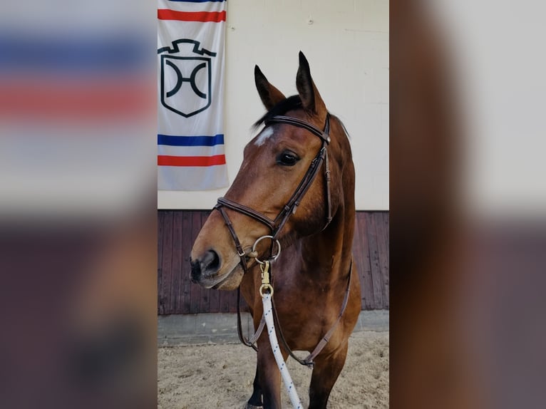 Koń holsztyński Wałach 5 lat 169 cm Gniada in Oststeinbek