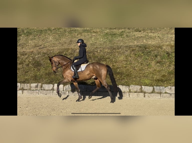 Koń holsztyński Wałach 5 lat 169 cm Jasnogniada in Erharting