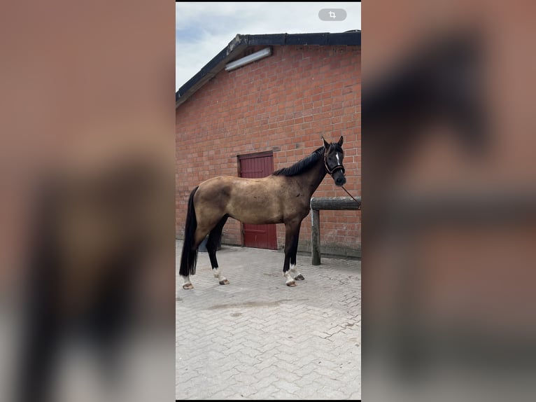 Koń holsztyński Wałach 5 lat 170 cm Ciemnogniada in Kollmar