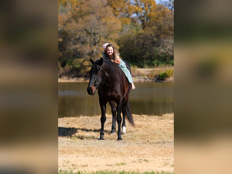 Koń holsztyński Wałach 5 lat 170 cm Kara in Forney