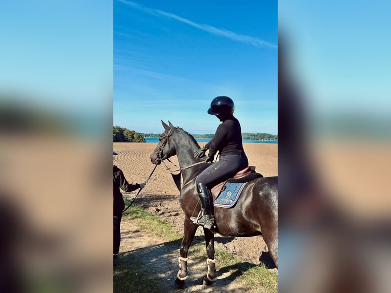 Koń holsztyński Wałach 5 lat 170 cm Kara in Rieseby