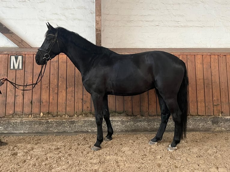 Koń holsztyński Wałach 5 lat 170 cm Kara in Tremsbüttel