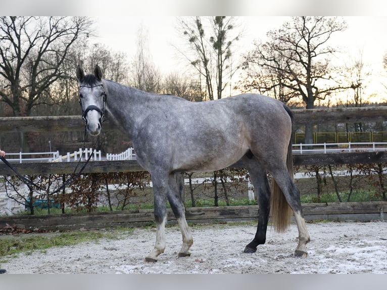 Koń holsztyński Wałach 5 lat 170 cm Siwa jabłkowita in Berlin